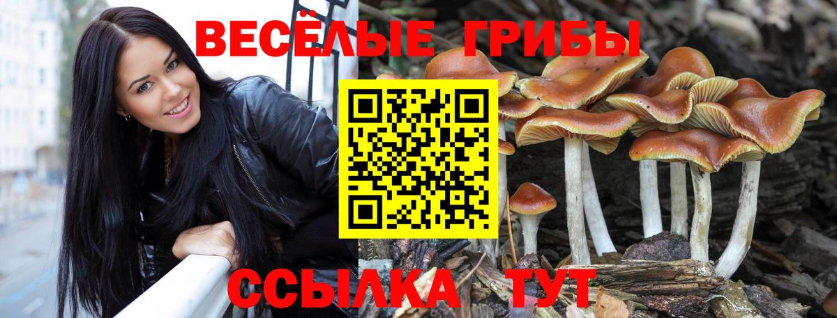 Псилоцибиновые грибы MAGIC MUSHROOMS  Вход с VPN  Сибай  где можно купить   Псилоцибиновые грибы Psilocybine cubensis 